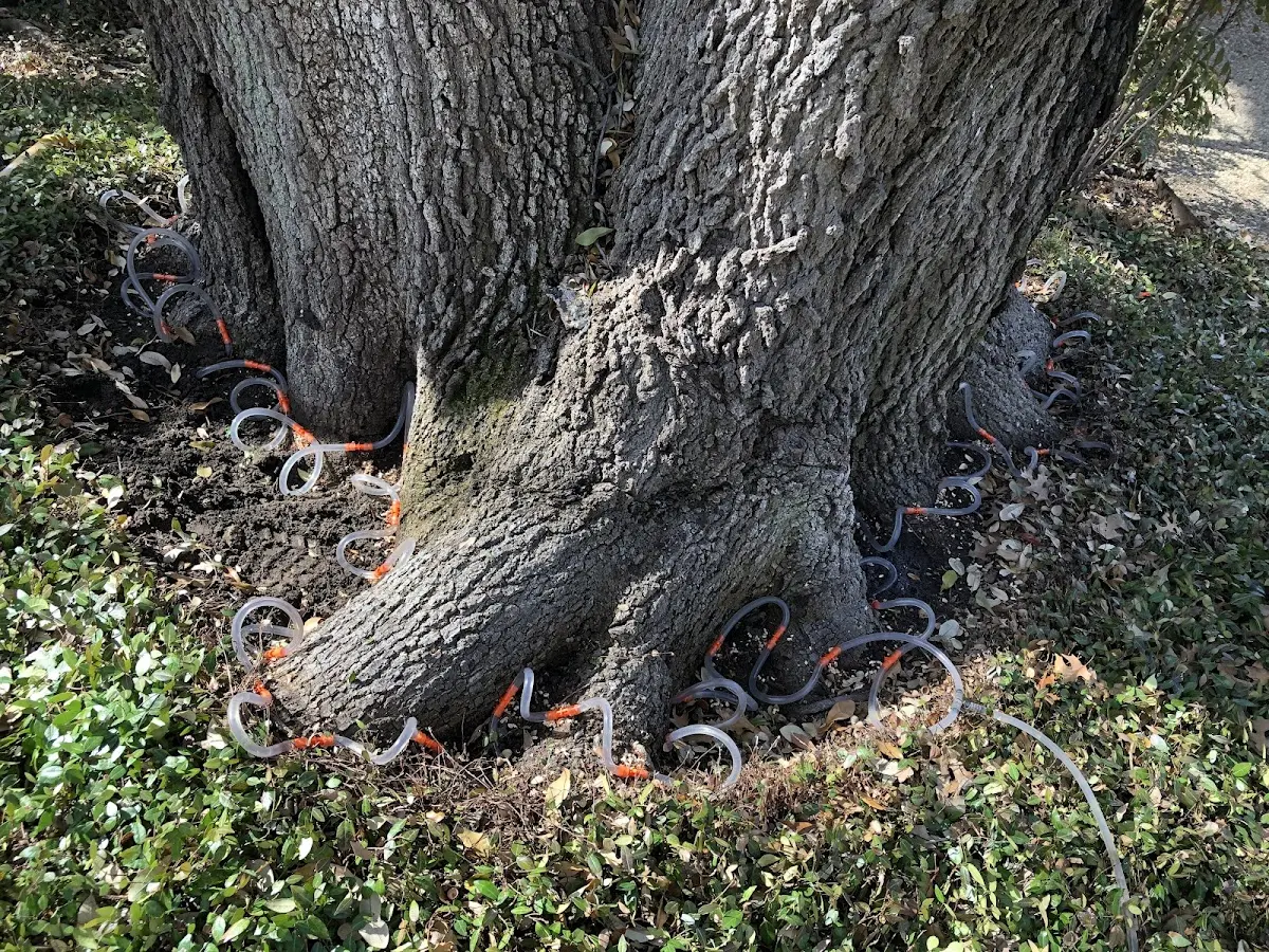 Detailed Tree Cabling and Bracing job site in Kanawha