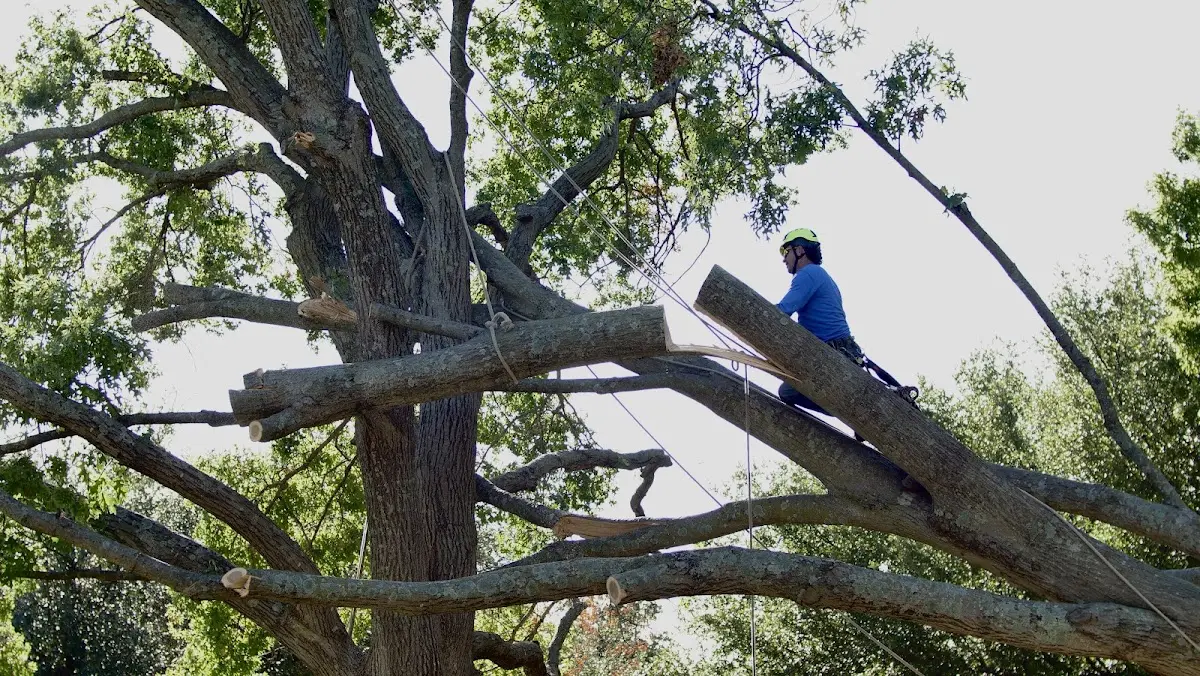 Professional Hazardous Tree Removal performed by certified arborists in Kanawha