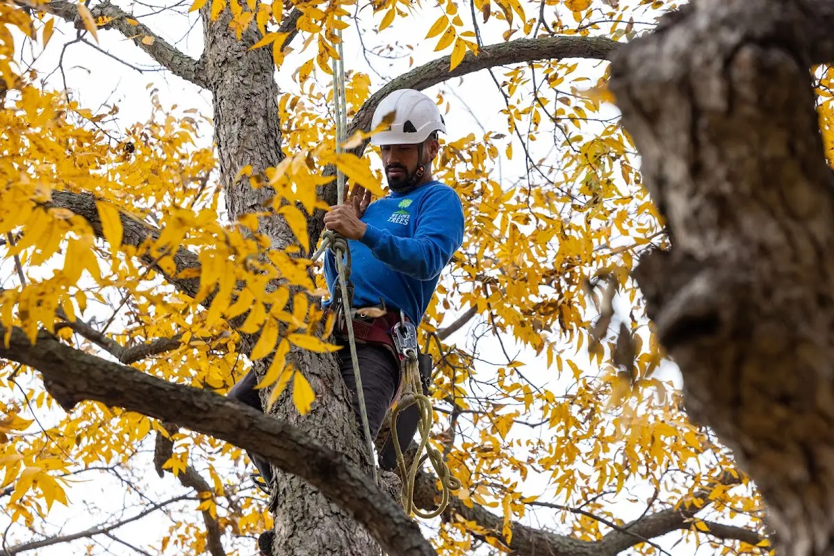 Skilled Tree Pruning crew working in Kanawha