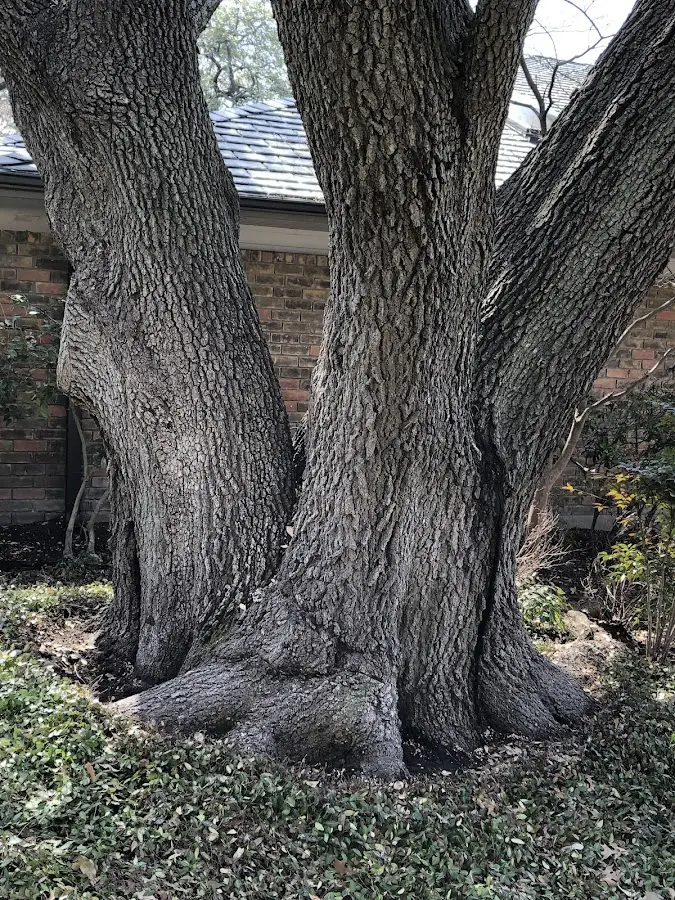 Mature heritage tree close to a Kanawha property cared for by certified arborists